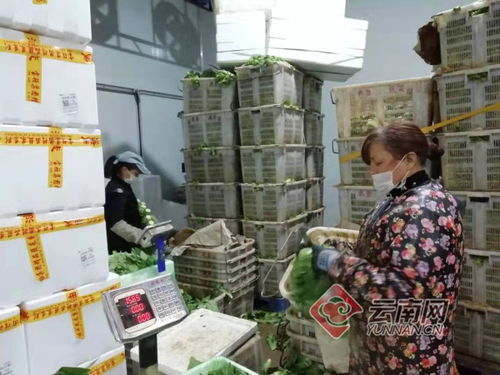 云南首批捐贈農產品88噸發往武漢 助力湖北抗擊疫情